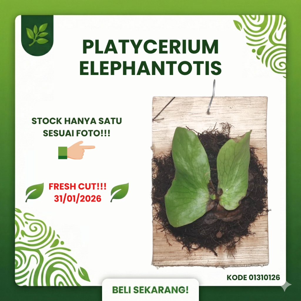 SESUAI FOTO - Platycerium Elephantotis Pup Anakan Fresh Cut dari Indukan Sp - Simbar Menjangan Gajah