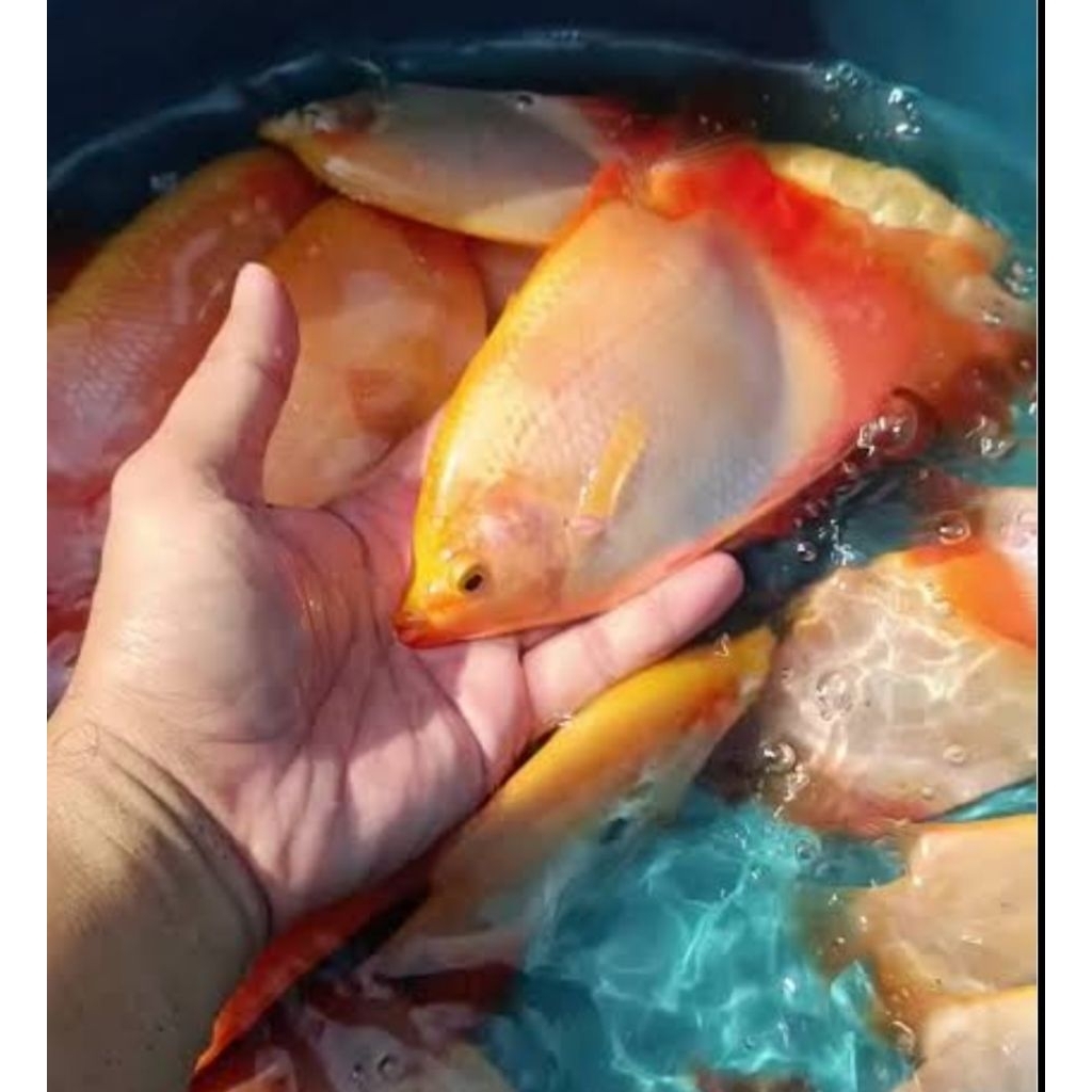 bibit gurame padang 3 jari