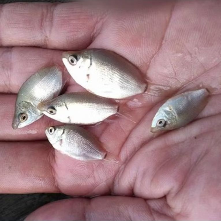 bibit ikan tembakang sehat