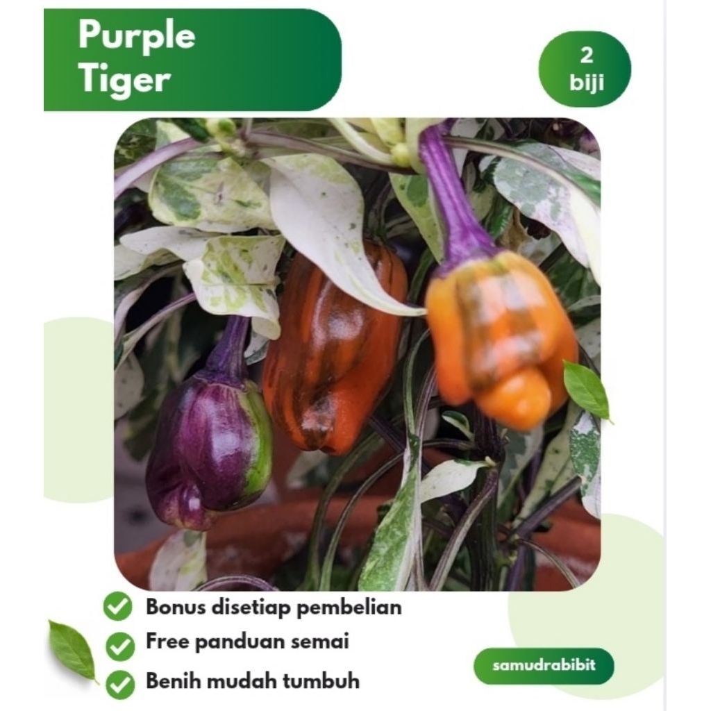 Benih Cabe Hias Purple Tiger Cabai Varigata
