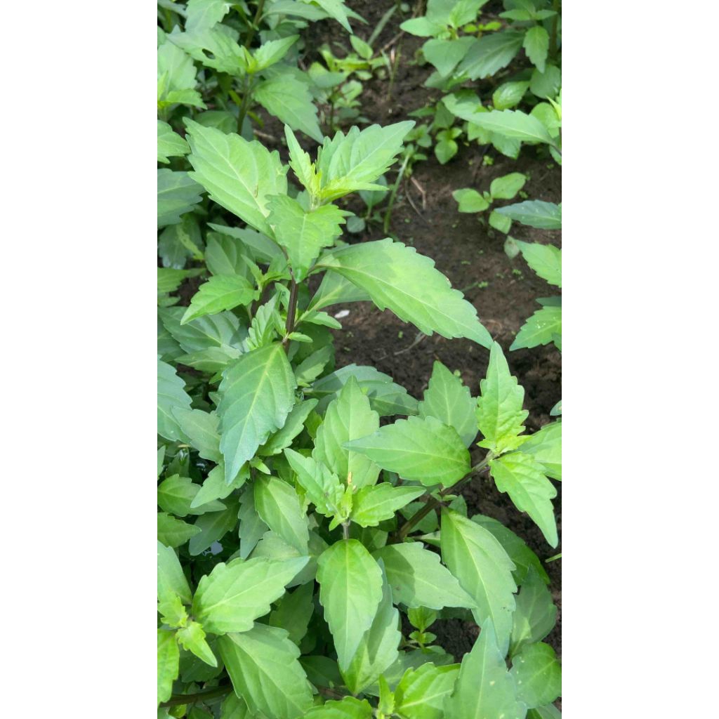 Benih tanaman kumis kucing berkualitas siap tanam