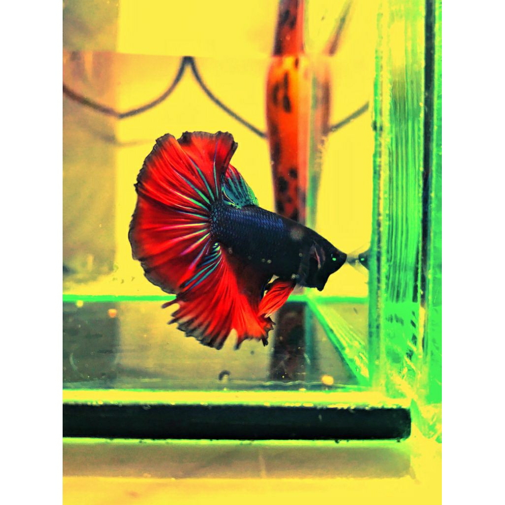 Ikan Cupang Jantan Jenis Halfmoon Imbellis