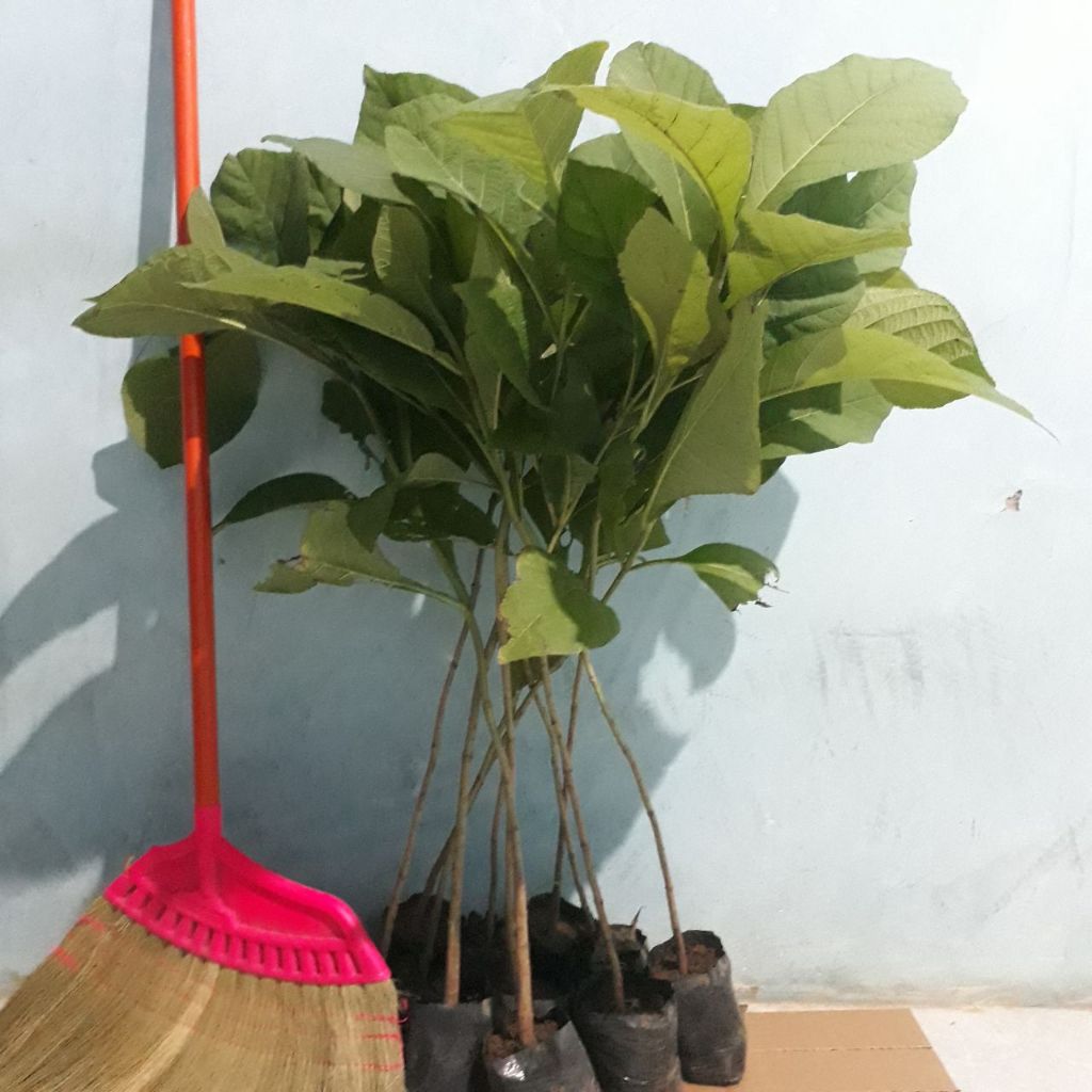 BIBIT POHON JATI EMAS_ Bibit Pohon Jati Emas Unggul Cepat Tumbuh dan Bernilai Tinggi