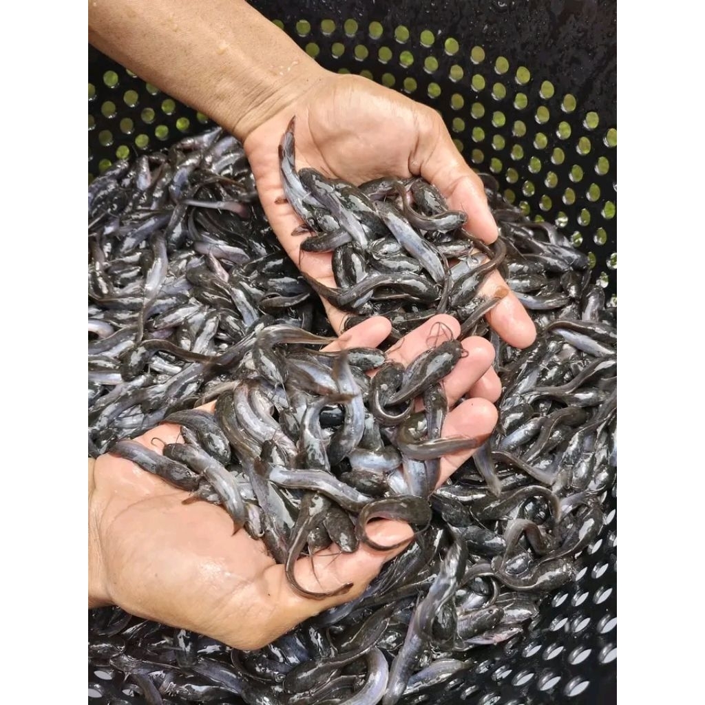 Bibit ikan lele ukuran 6-7cm paketan isi 10