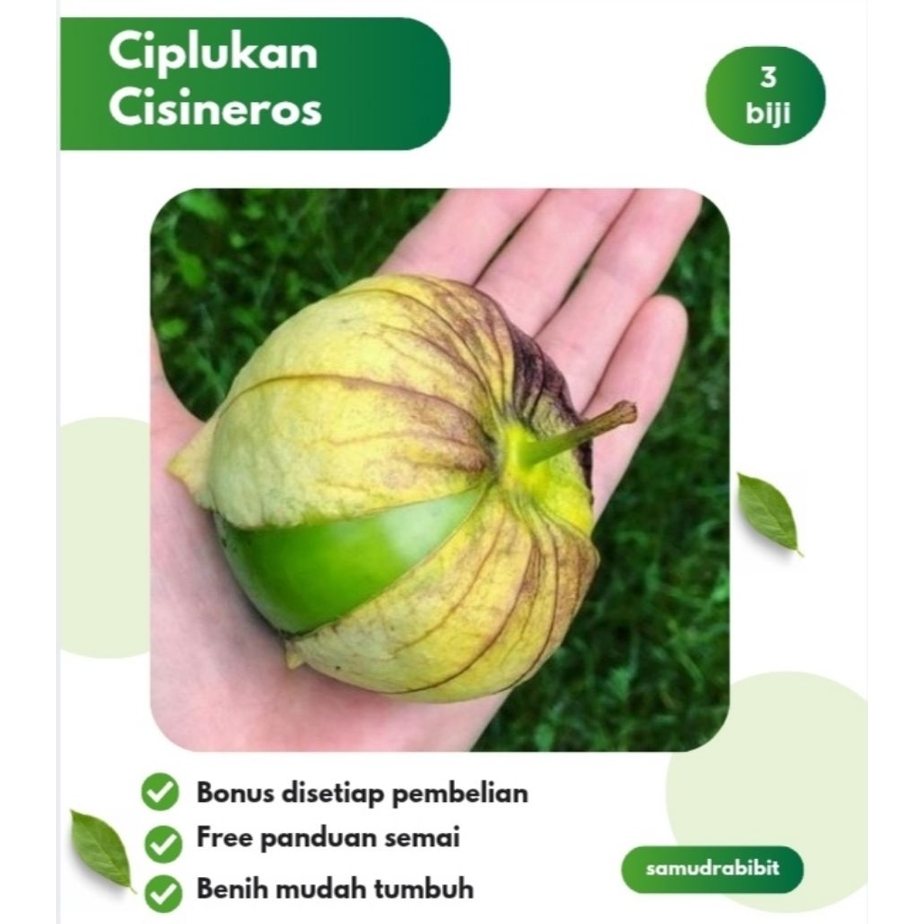 Benih Ciplukan Jumbo Cisineros Tomatillo