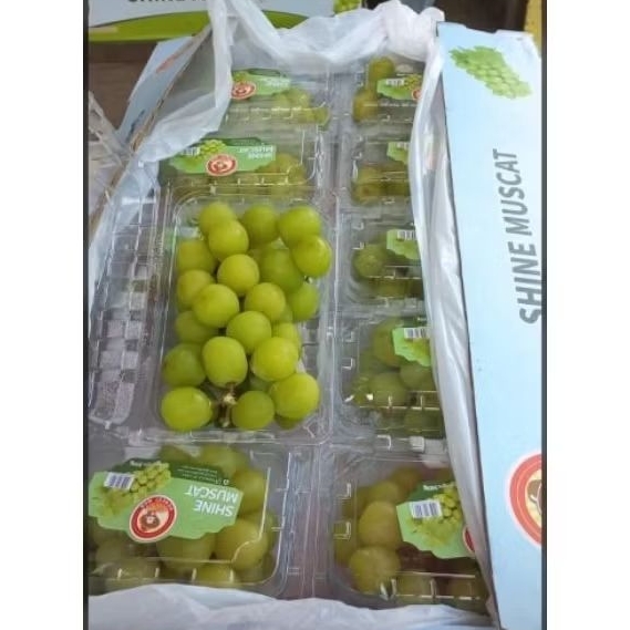 Anggur Muscat Hijau Shine muscat 10pack Grape per dus per keranjang box Fresh Jogja