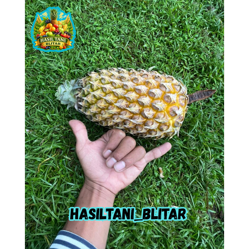 BUAH NANAS MADU/ NANAS ASLI BLITAR /NANAS MADU ASLI/100% MANIS