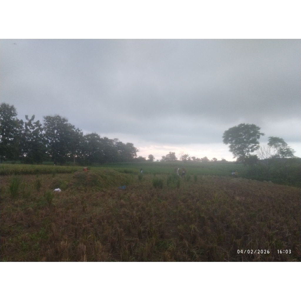 dedak halus pakan ternak