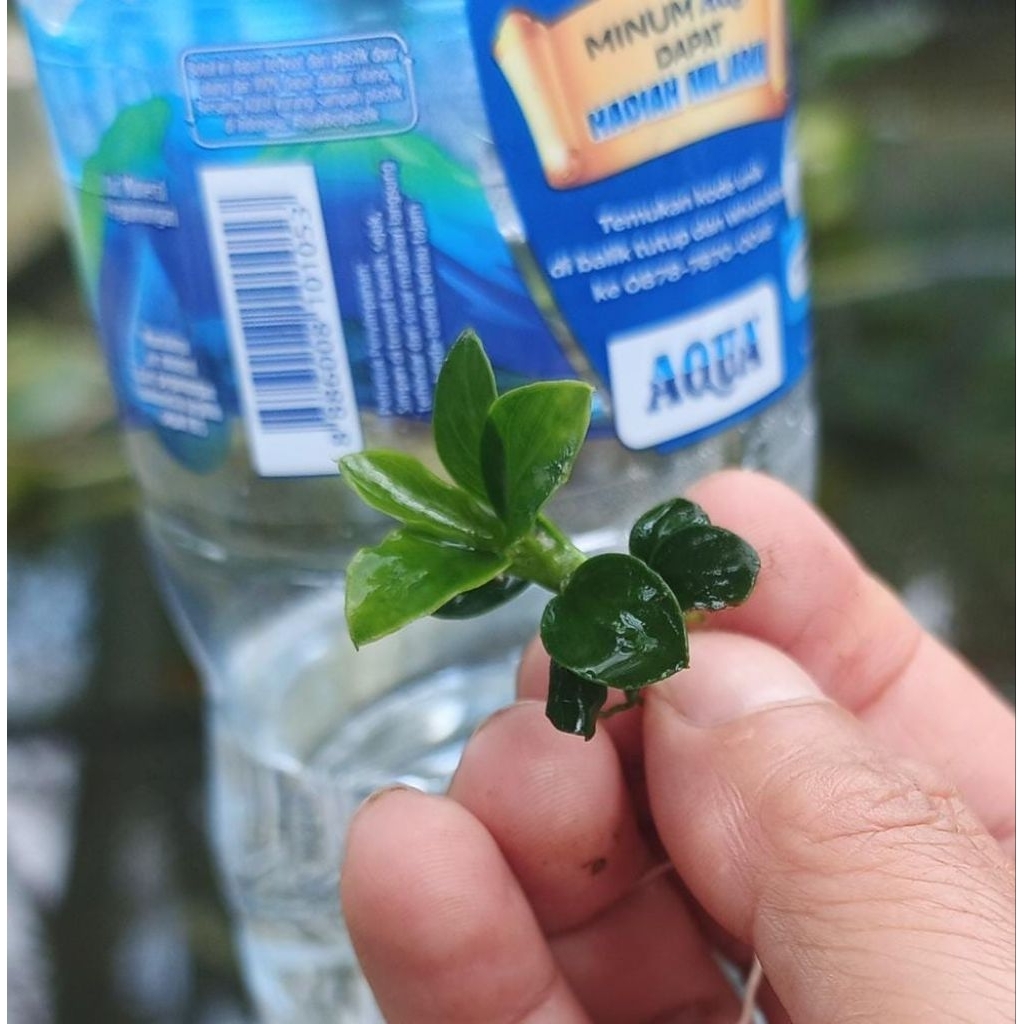 petite (anubias petite)