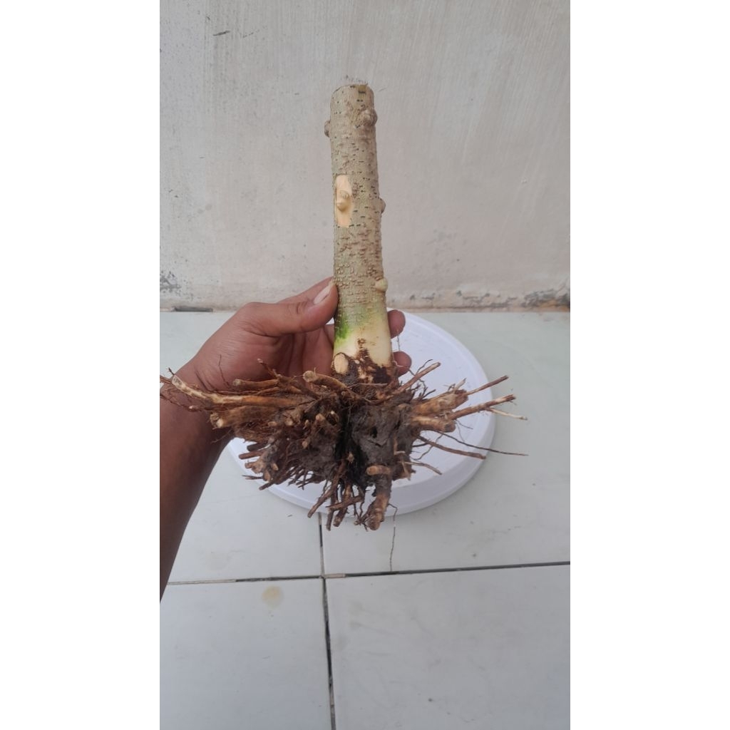 Bonggol Anting Putri Batang Putih Khas Riau Bahan Bonsai Murah