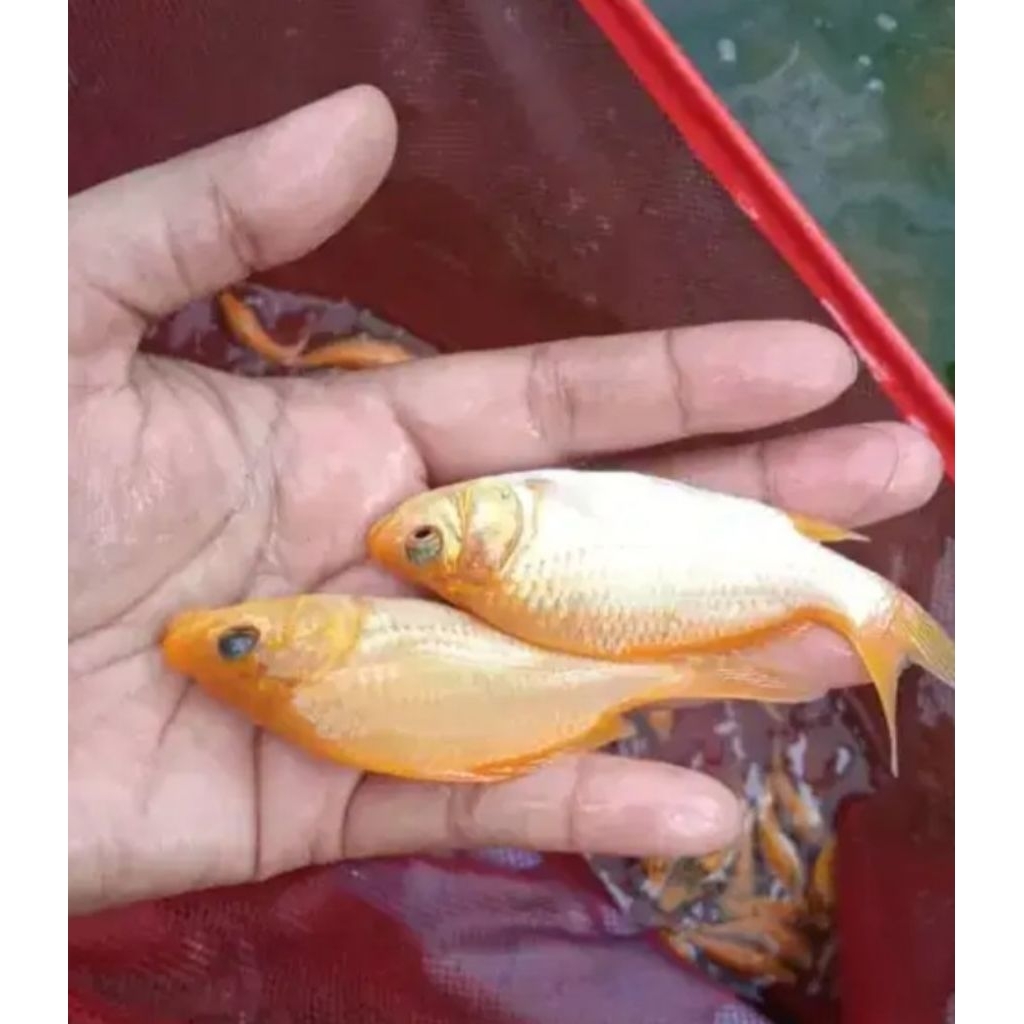 bibit ikan mas konsumsi ukuran 2 jari