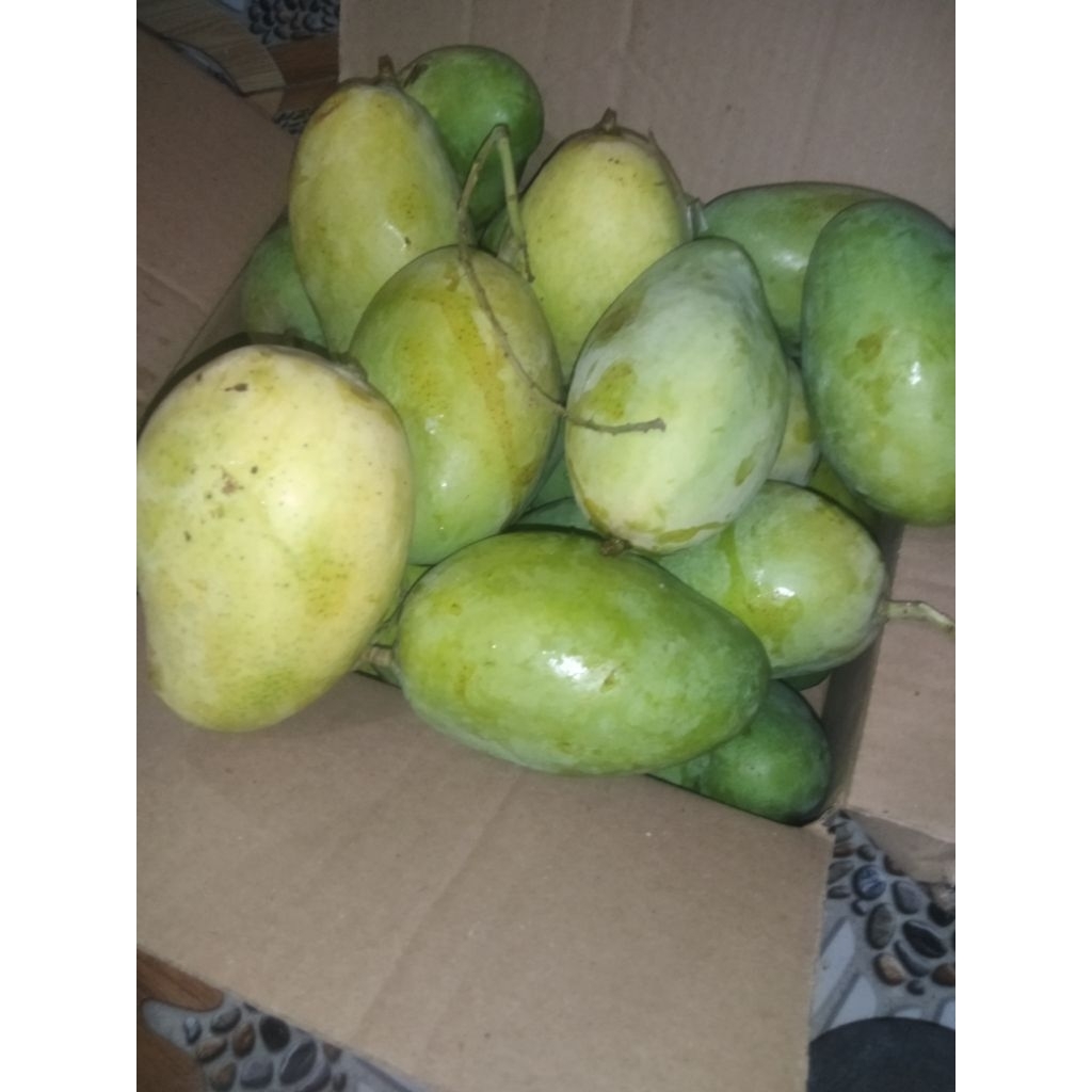 MANGGA NANAS FRES ASLI INDRAMAYU