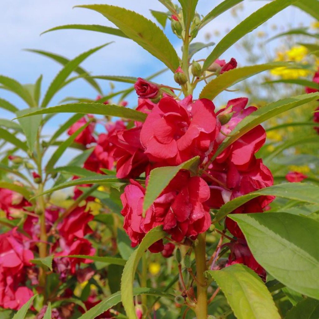 benih biji bunga pacar air 50 biji