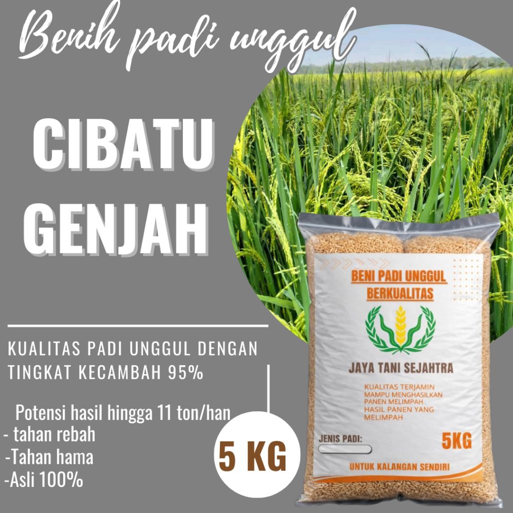 BENIH PADI CIBATU GENJAH 5KG