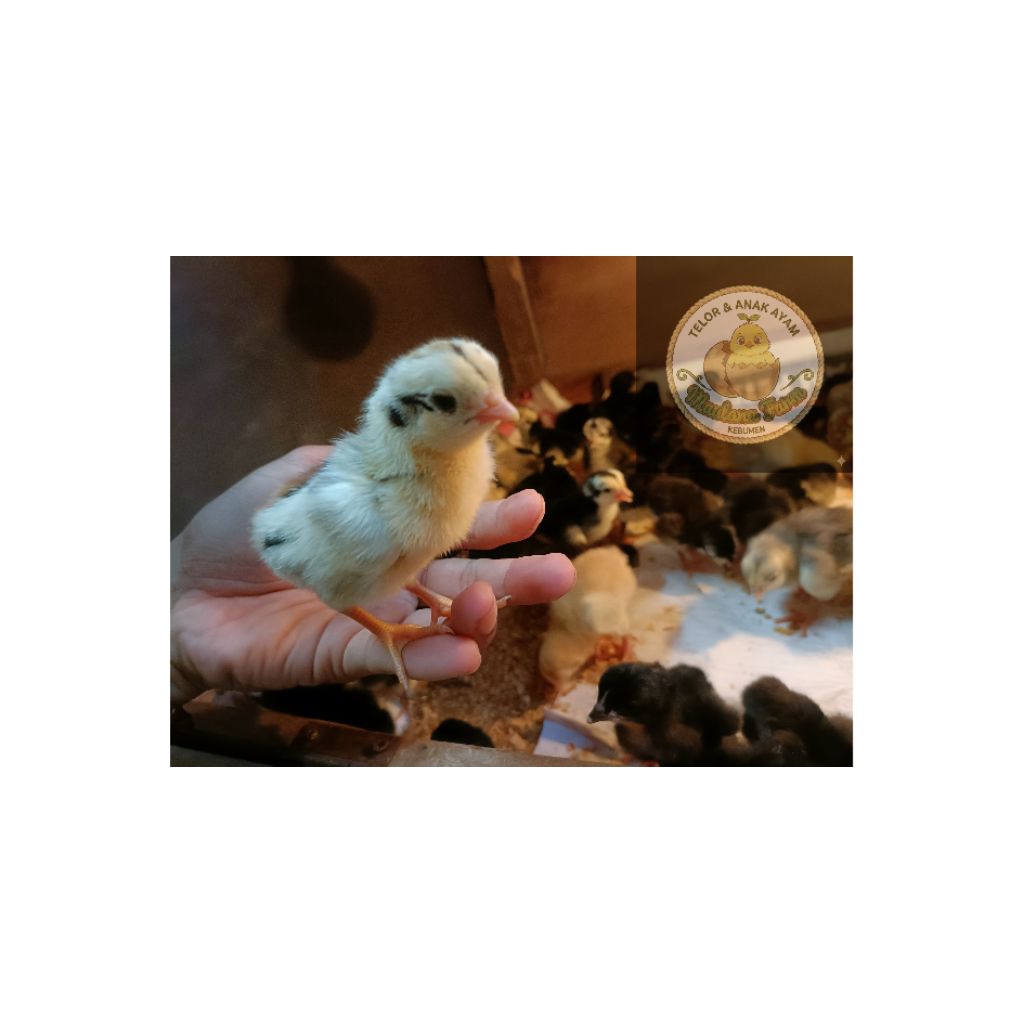 DOC Anak Ayam KUB ORI Balitbatang - Bibit Unggul Maulana Farm Kebumen