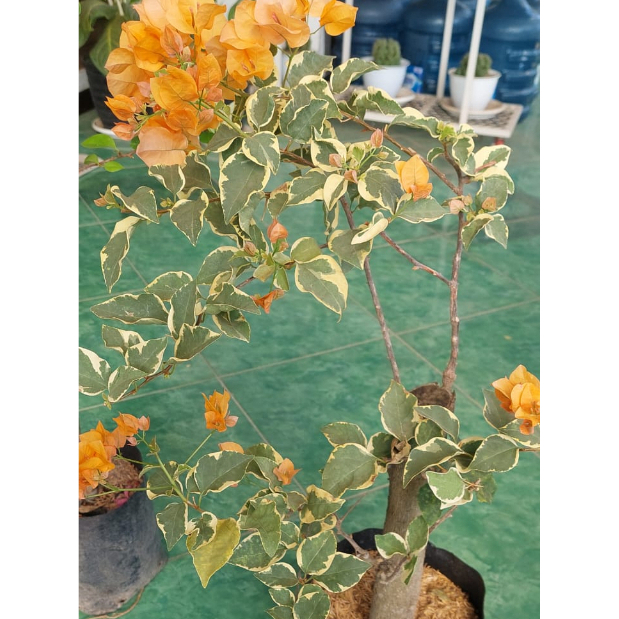 Bibit Bunga Hias Bugenvil Delima Kuning / Jingga Bonggol Besar Jumbo / Bunga Bougenville Delima Kuni