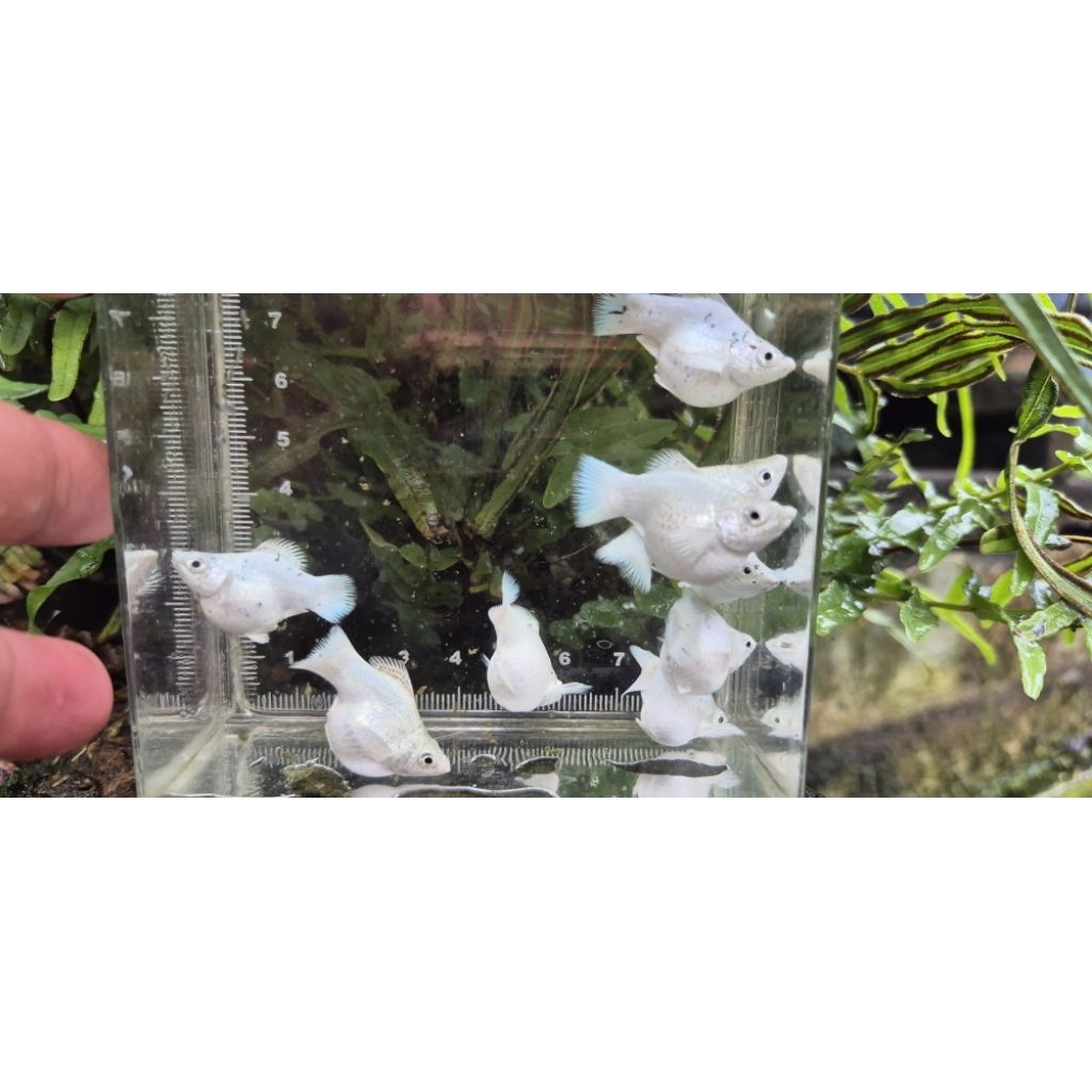 molly balon platinum