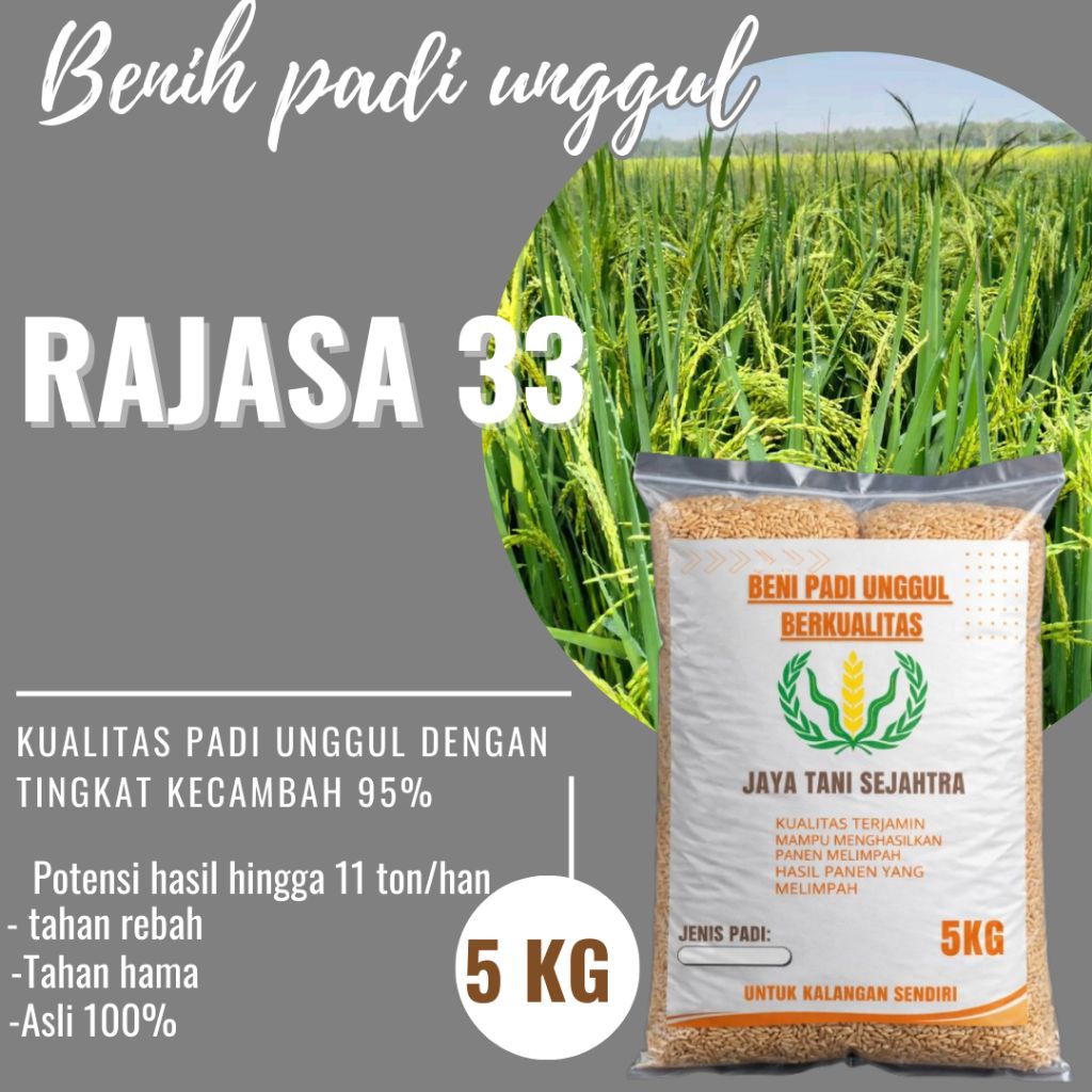 BENIH PADI UNGGUL RAJASA 33 KEMASAN 5KG
