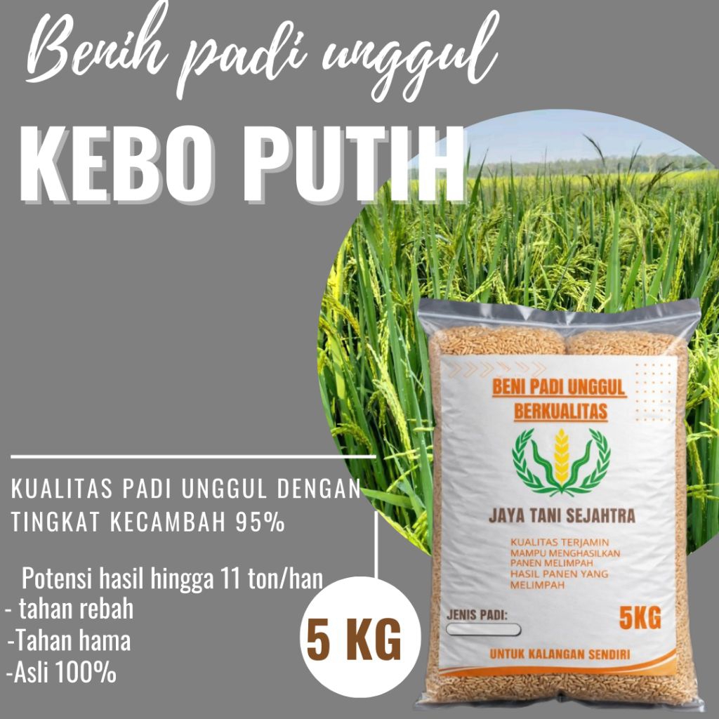 BENIH PADI UNGGUL KEBO PUTIH KEMASAN 5KG