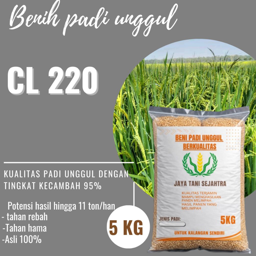BENIH PADI UNGGUL CL 220 KEMASAN 5KG