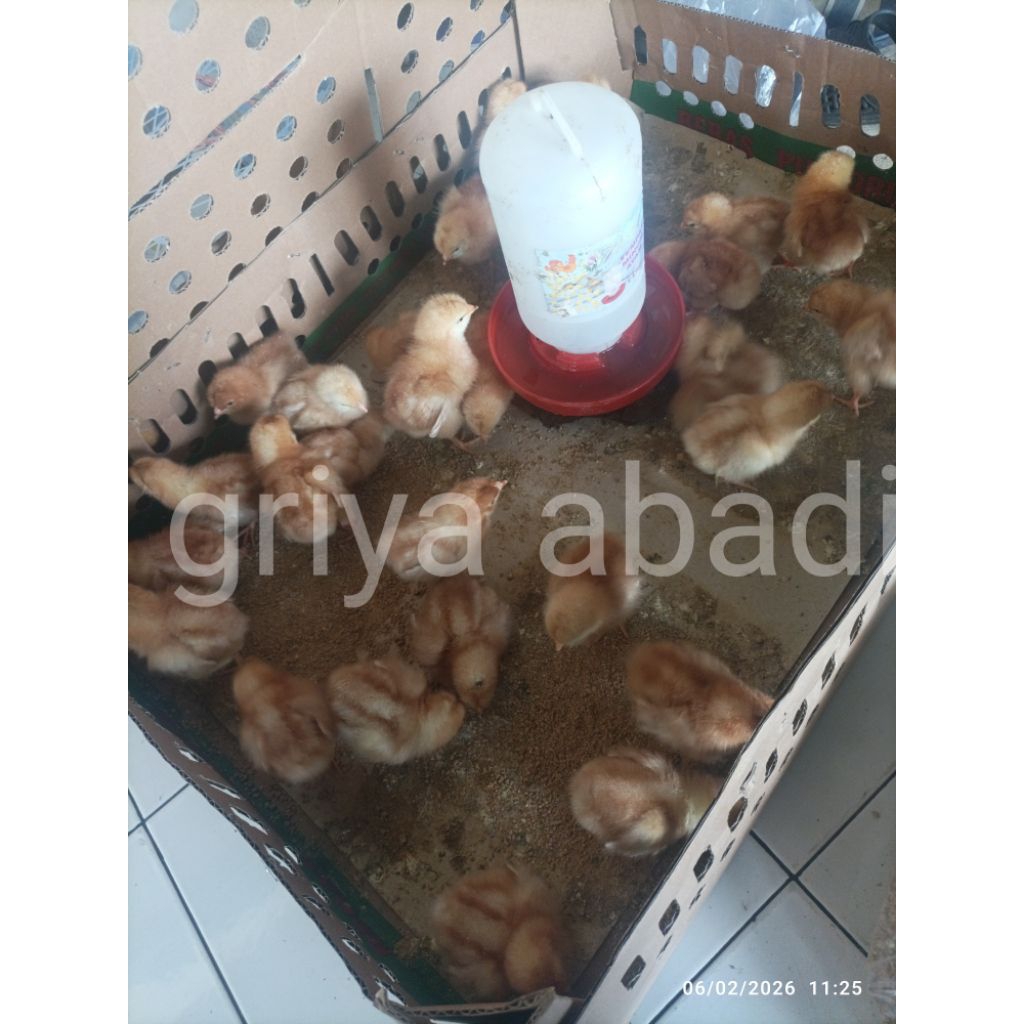 doc ayam petelur merah betina paket isi 4