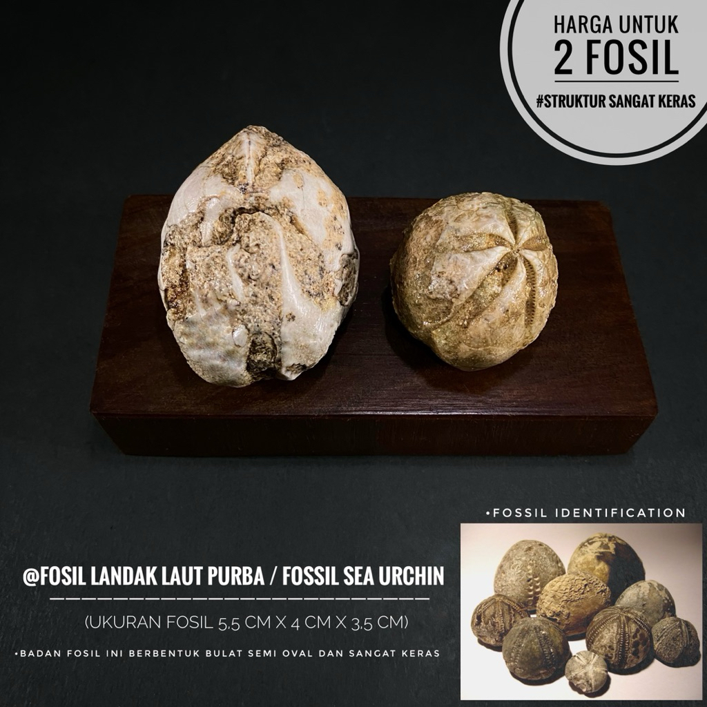Fosil Landak Laut Temuan B24 atau Fosil Sea Urchin atau Fosil Bintang Laut atau Fosil Awar Awar atau