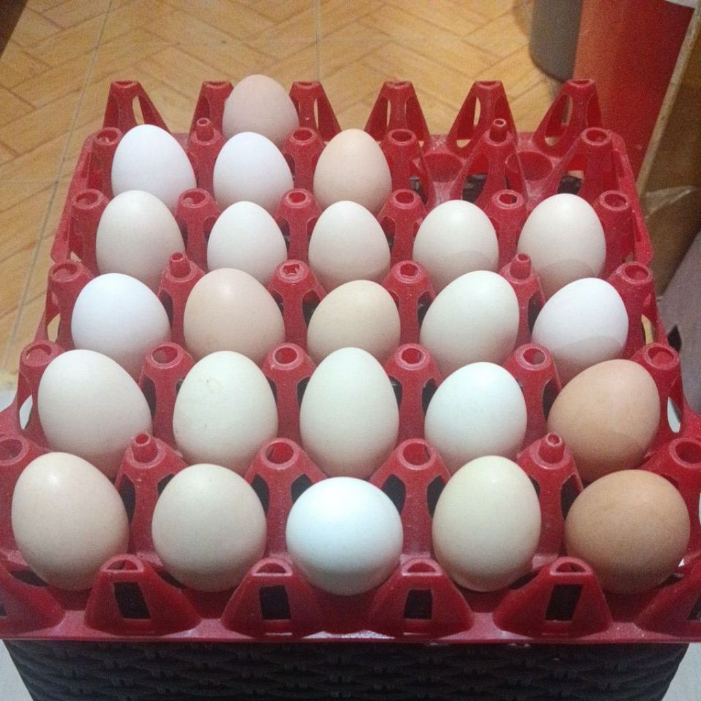 Telur Ayam Elba Fertil