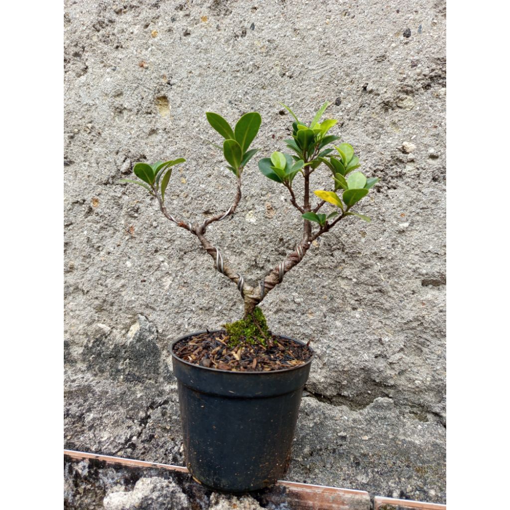 bonsai mini beringin elegant