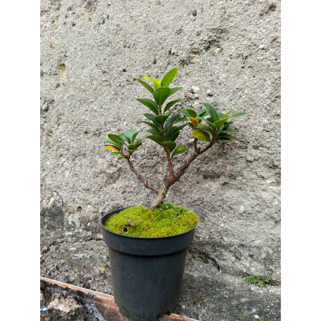 Bonsai beringin elegant