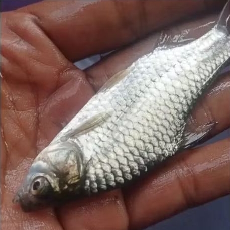 bibit ikan tawes ukuran 3 jari berkualitas