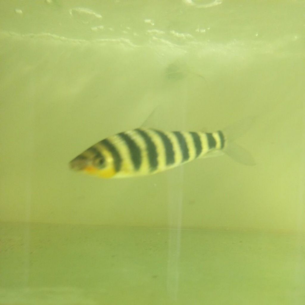 hiasan stiker gambar LEPORINUS kaoskaki 15cm