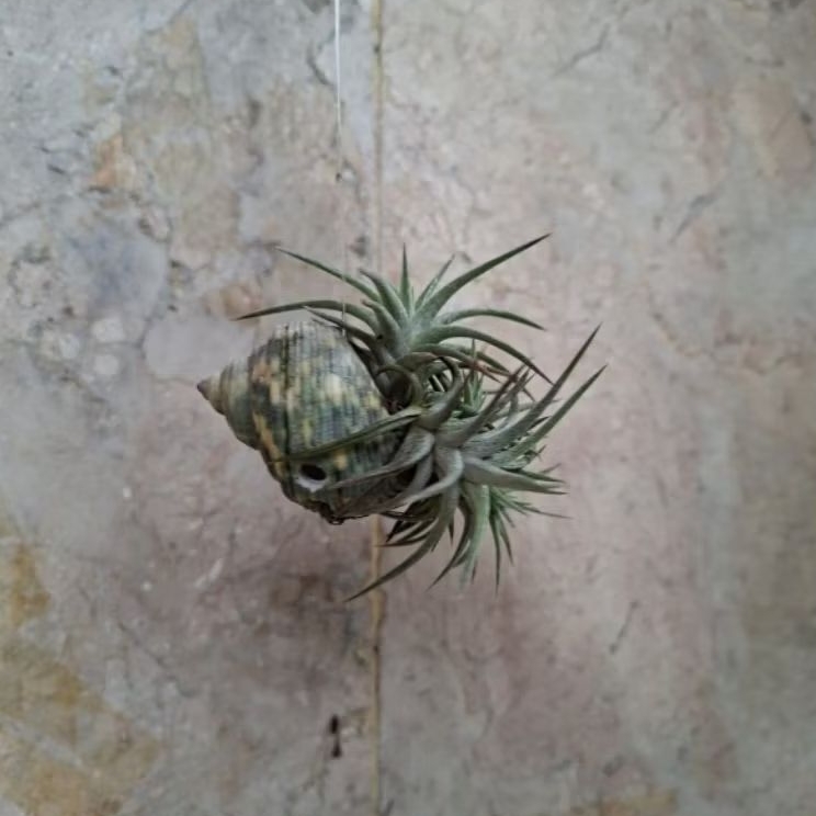 Tillandsia Ionantha Vanhyningii (red dragon tipe) clump di kerang gantung