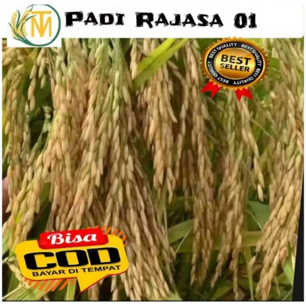 benih padi rajasa01(5kg)