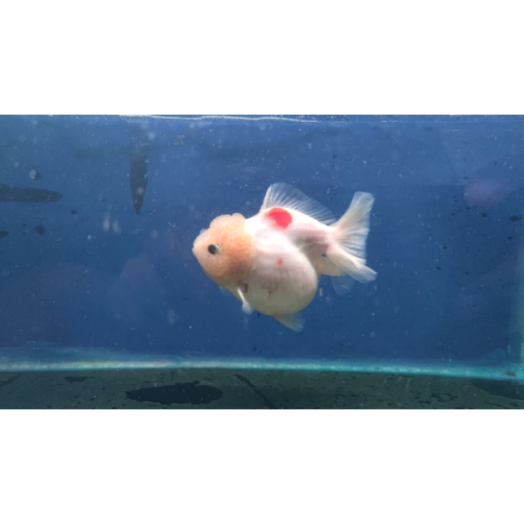 Ikan Mas Koki Oranda Short Tail