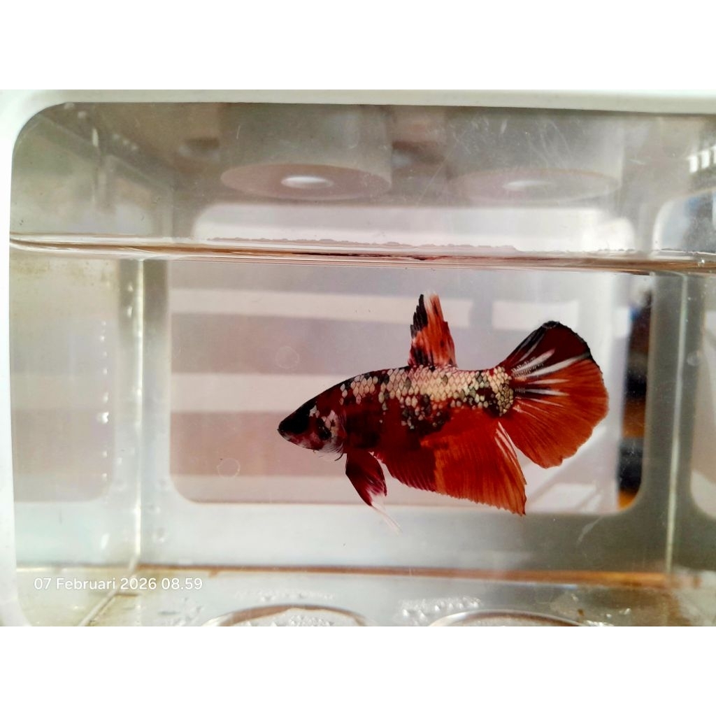 cupang red barongsai + box pqjangan