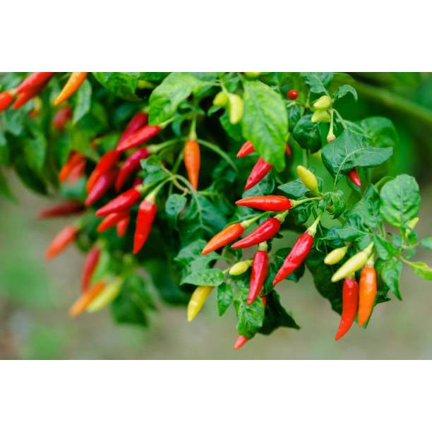 KEBUN PETANI BENIH RAWIT VIRAL