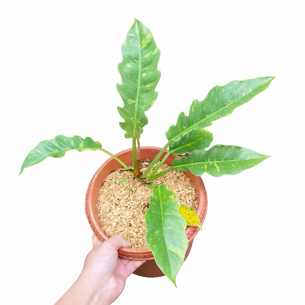 Tanaman Hias Philodendron Gergaji Variegata / Philodendron Ring Of Fire Variegata / Varigata Tanaman