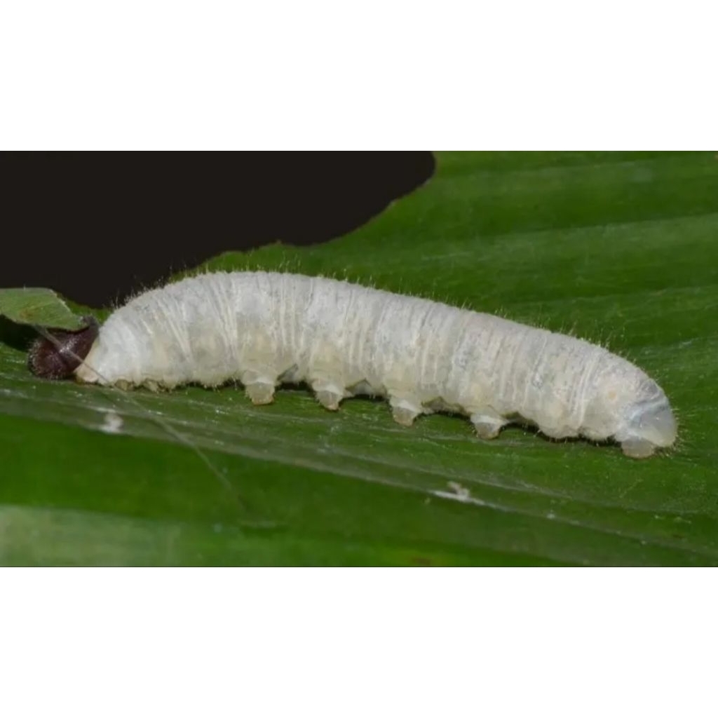 ulat daun pisang perekor umpan gacor