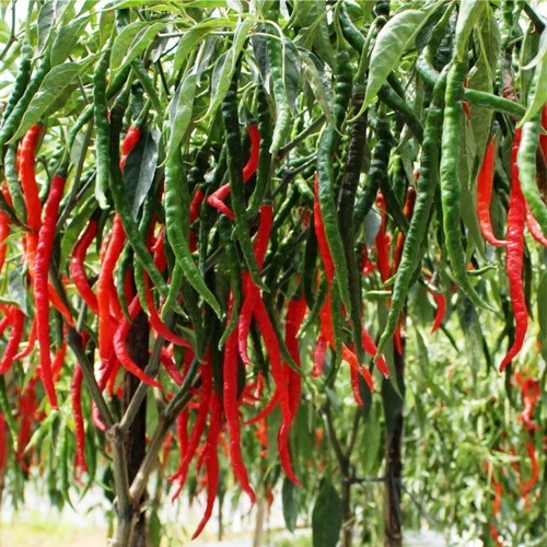 10 Biji Benih Cabe Keriting CMK TAVI