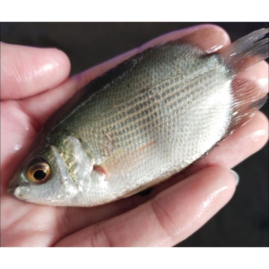 bibit ikan tembakang ukuran super bagus berkualitas