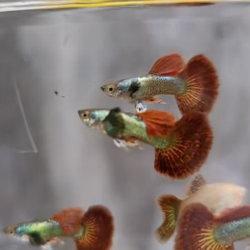 pembersih lantai ikan guppy Platinum red dragon halfmoon