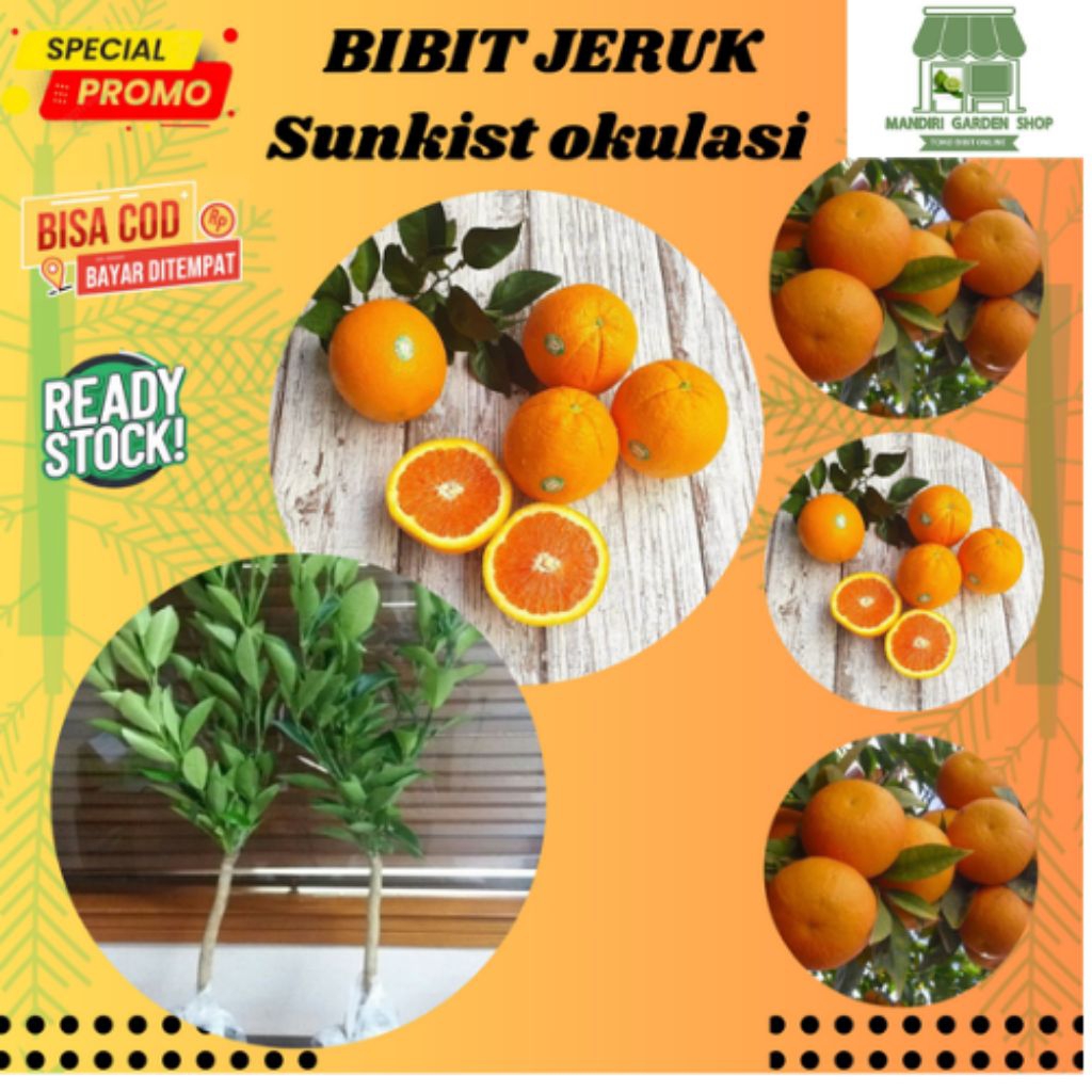 bibit jeruk Sunkist madu
