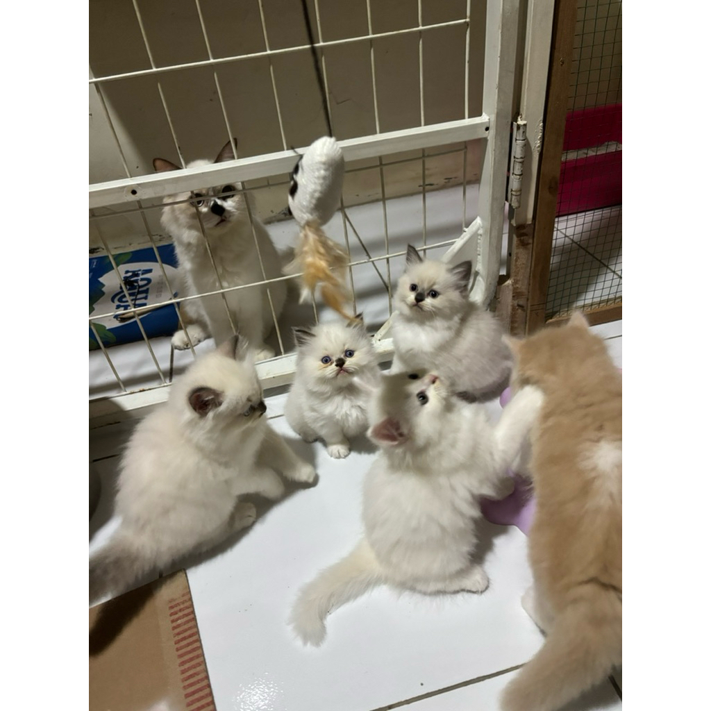 kitten ragdoll