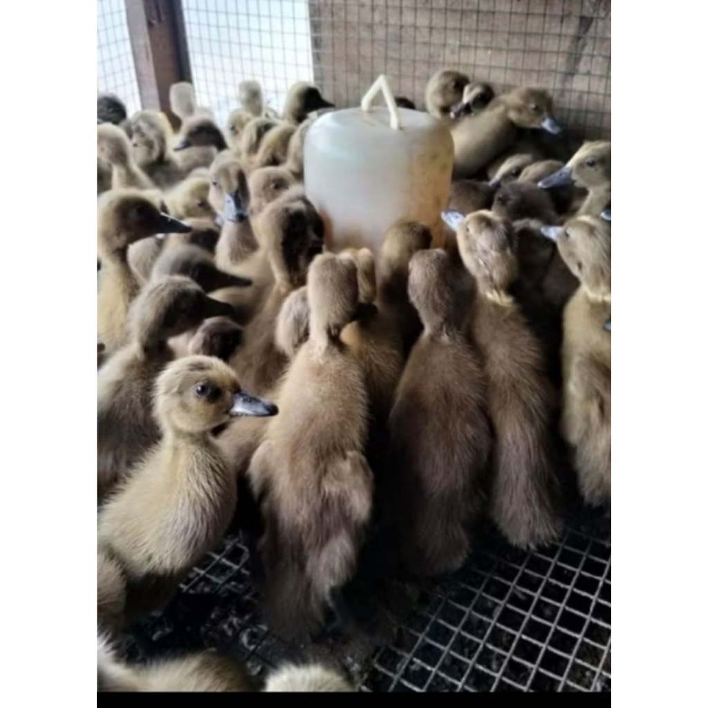 anak bebek betina - doc bebek betina - anak bebek petelur - bebek petelur lokal