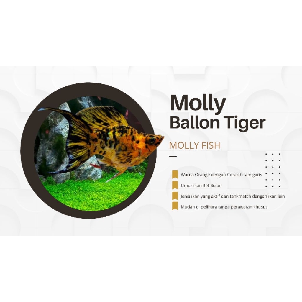 Molly Tiger Ballon