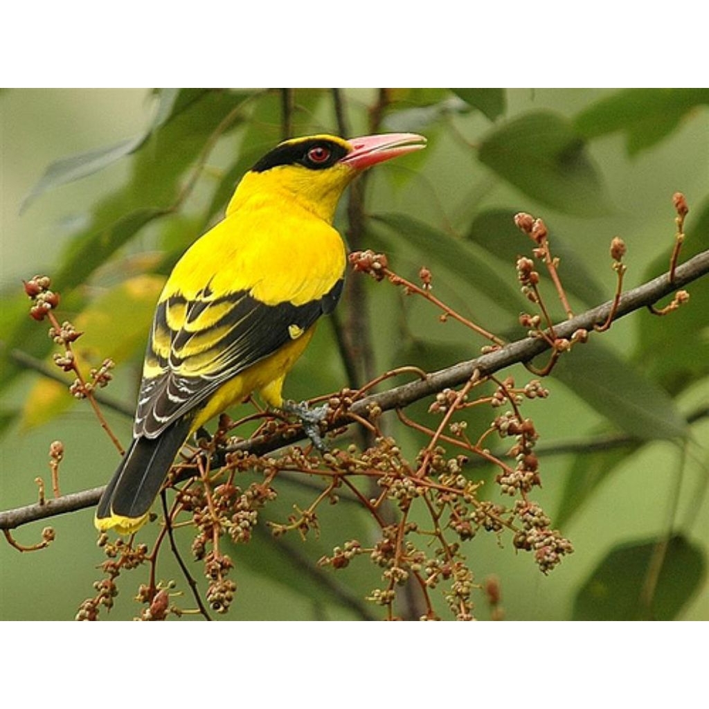 Burung kepodang mas sumbawa jantan bodi super big rawatan rajin bunyi