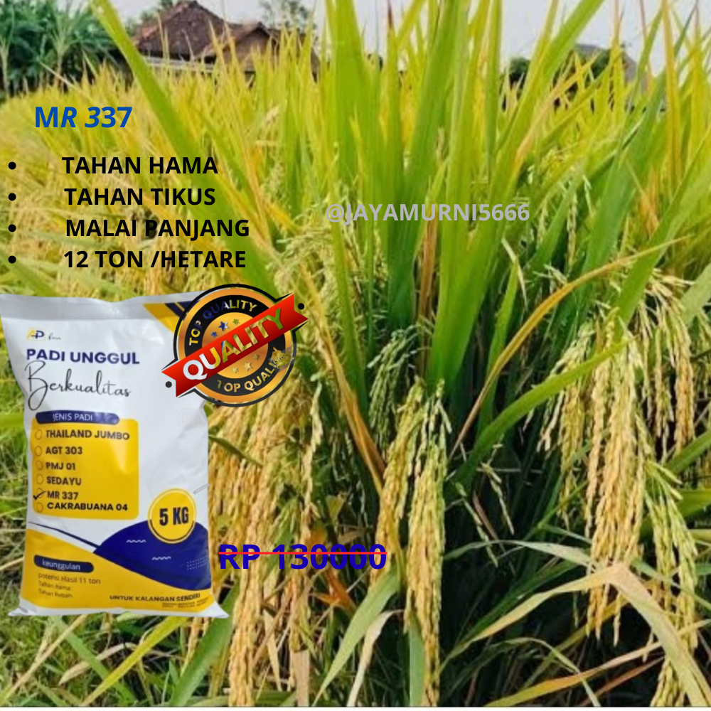MR 337,BIBIT padi benih padi unggul mr 337 kemasan 5kg original