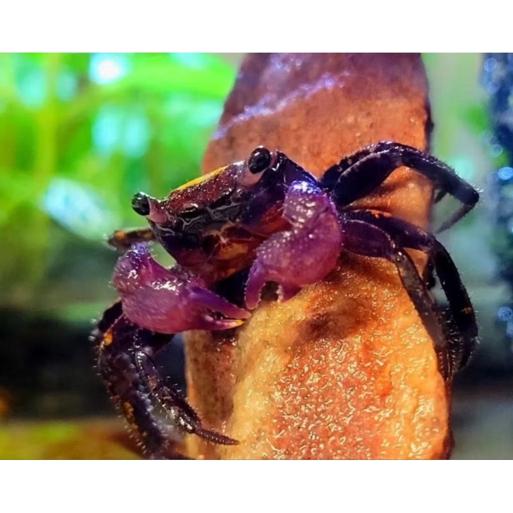 Kepiting Hias Vampir / Vampire Crab
