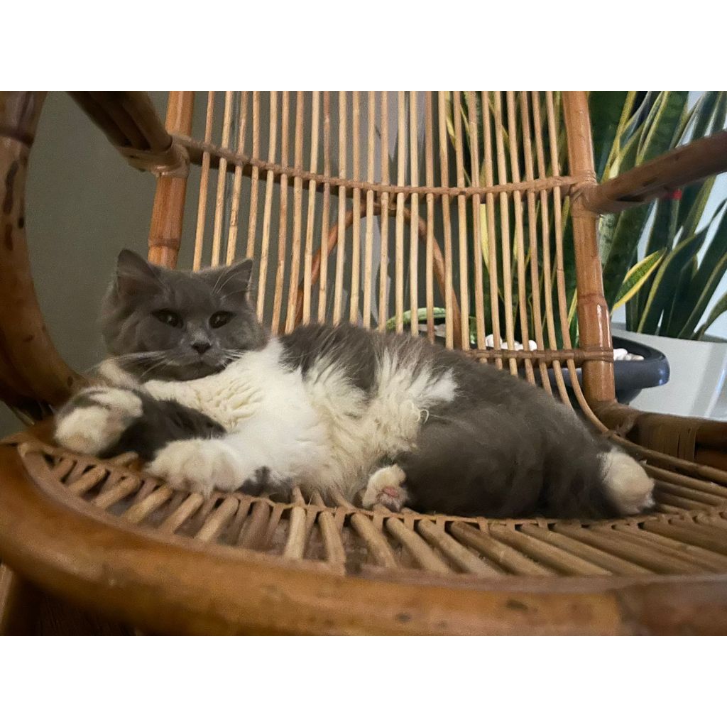 Lepas Adopsi Kucing Persia mix medium JANTAN