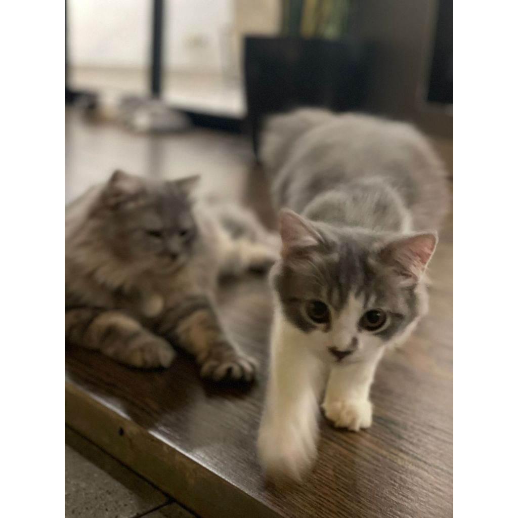 Lepas Adopsi Kucing Persia mix medium Jantan 4bulan